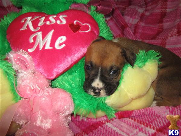 Boxer Puppies